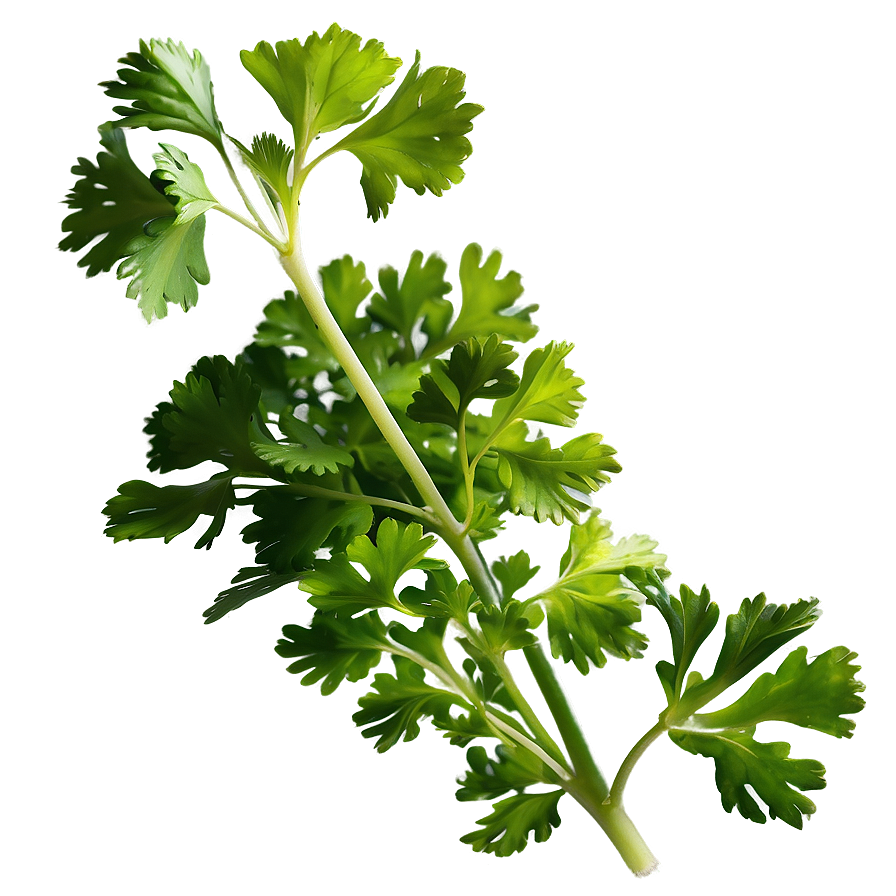 Cilantro Plant Png Wmv34 PNG image