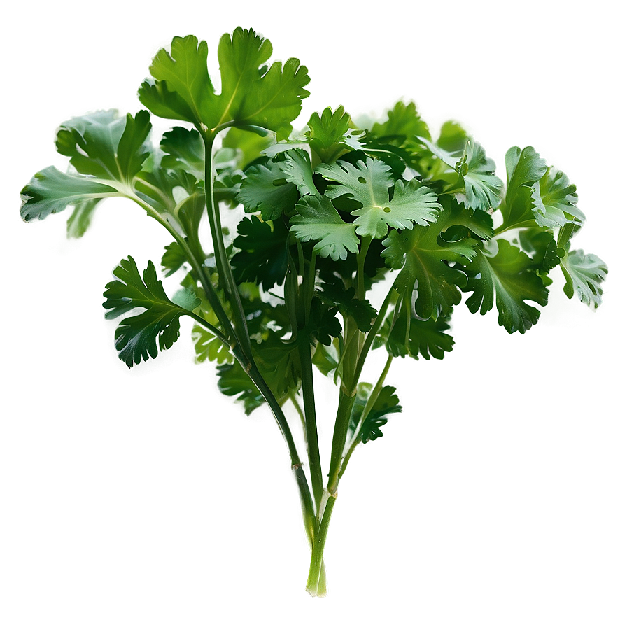 Cilantro Silhouette Png 06212024 PNG image