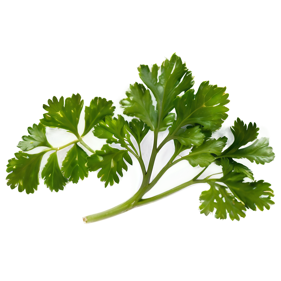 Cilantro Top View Png 70 PNG image