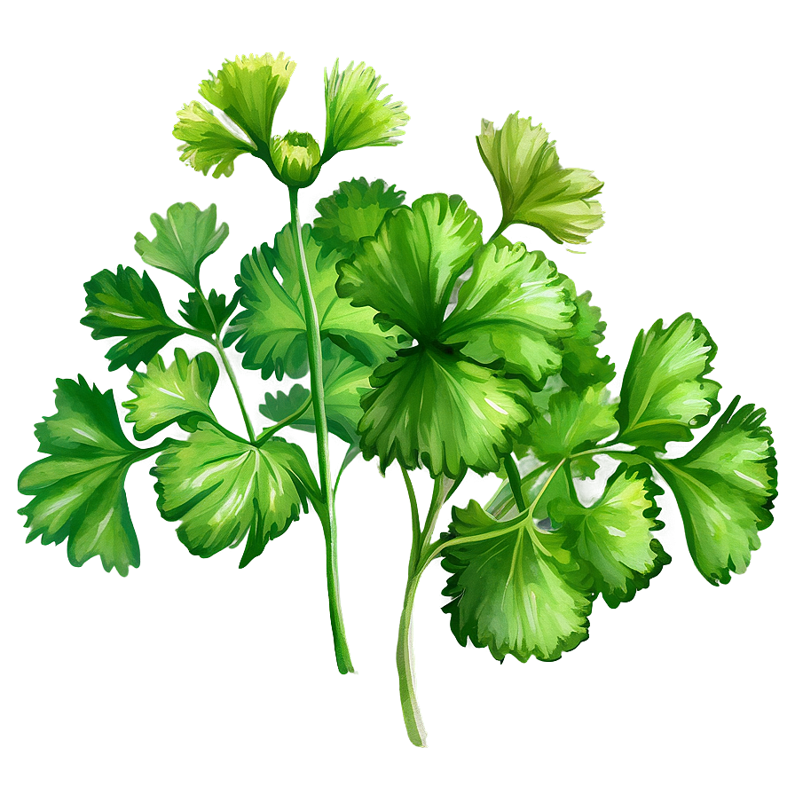 Cilantro Watercolor Png 06212024 PNG image