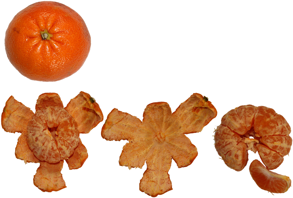 Citrus Fruit Progression PNG image