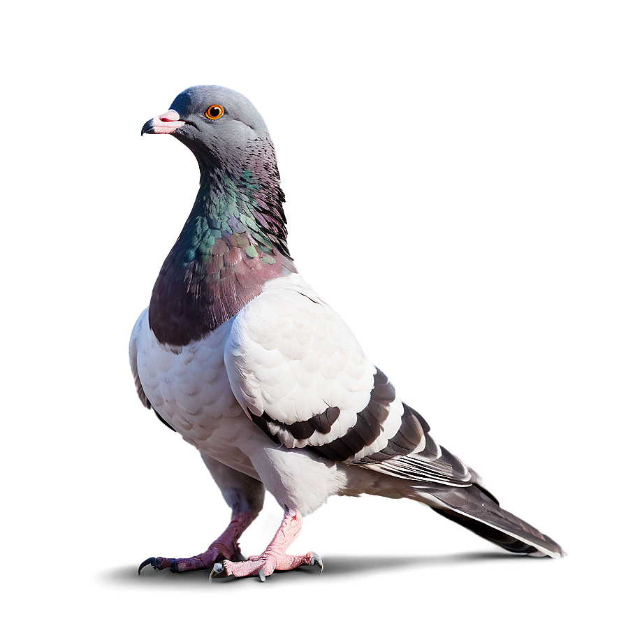 City Pigeon Png 05242024 PNG image