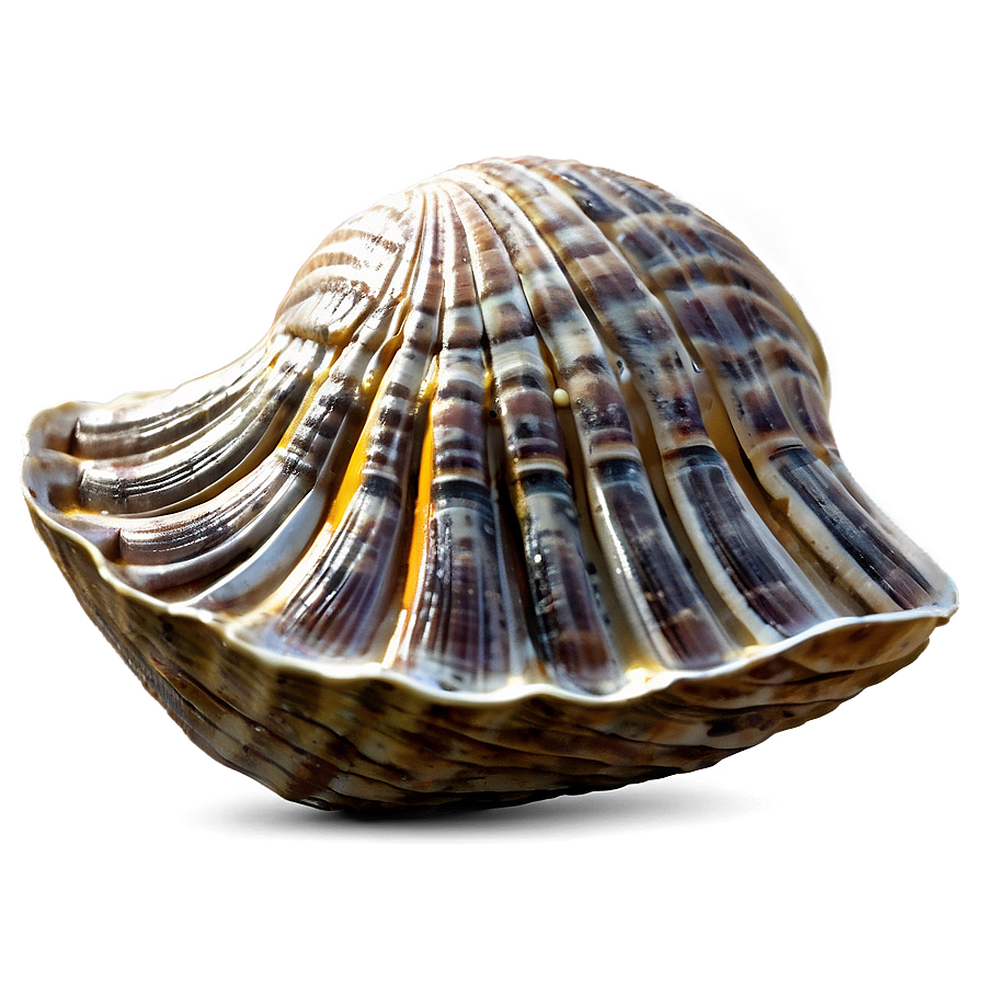 Clam Festival Mascot Png Cyb PNG image