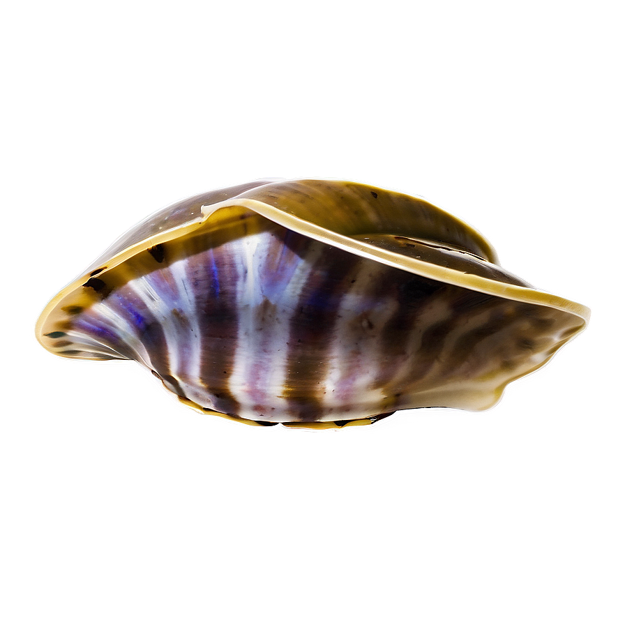 Clam In A Deep Dive Png Rgg98 PNG image