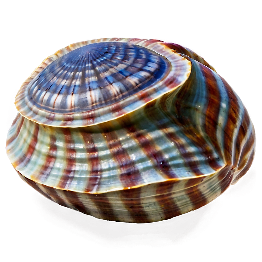 Clam In Nautical Theme Png Lwv PNG image