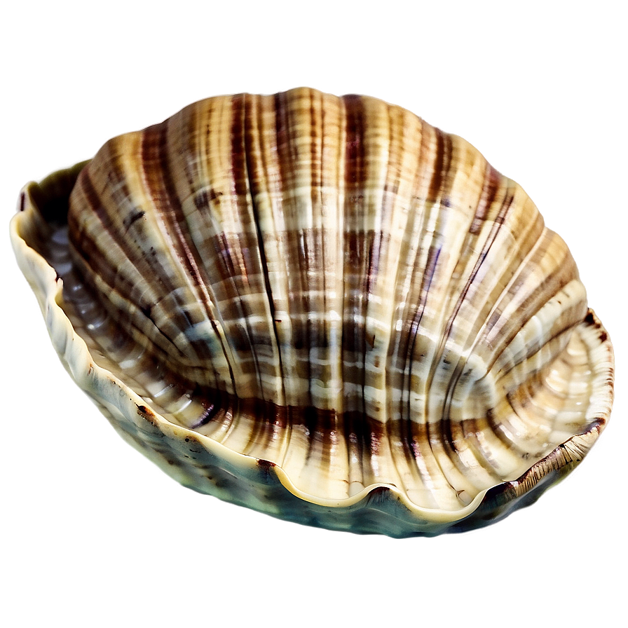 Clam In Vintage Sea Map Png 98 PNG image