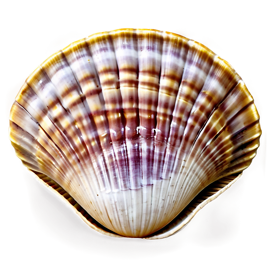 Clam Shell Background Png Vwr PNG image