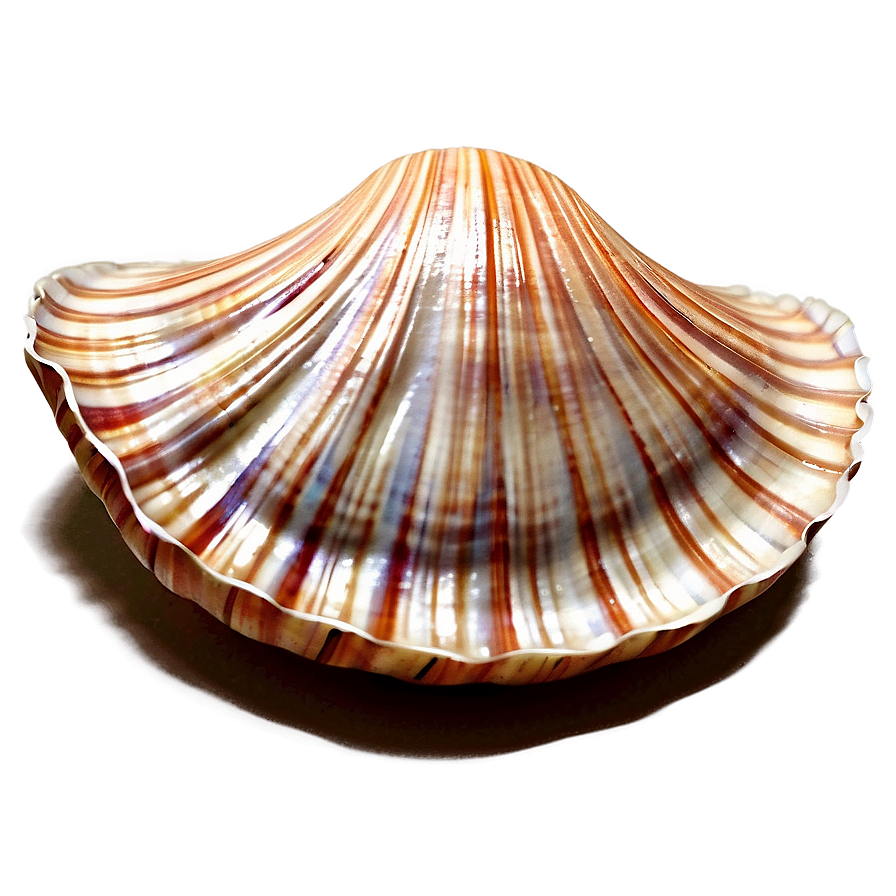 Clam Shell Drawing Png Dun89 PNG image