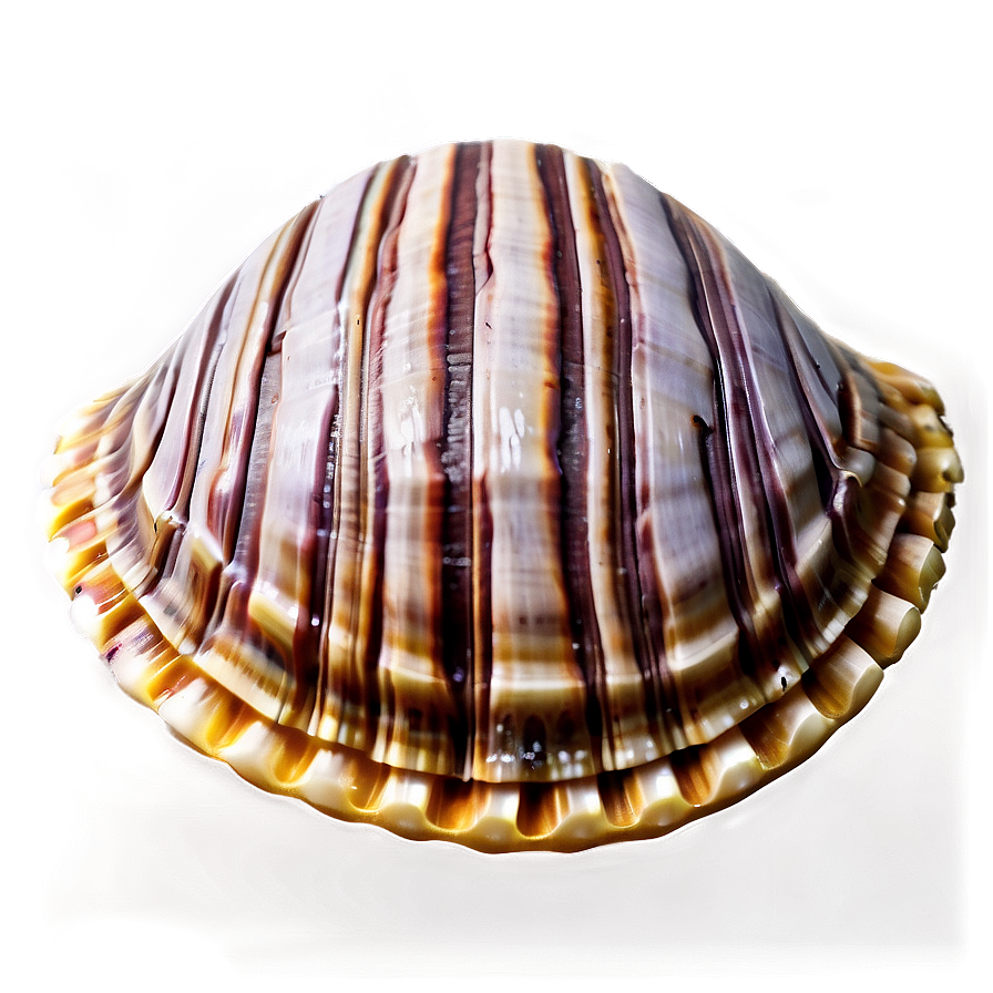 Clam Shell Mosaic Png Rep PNG image