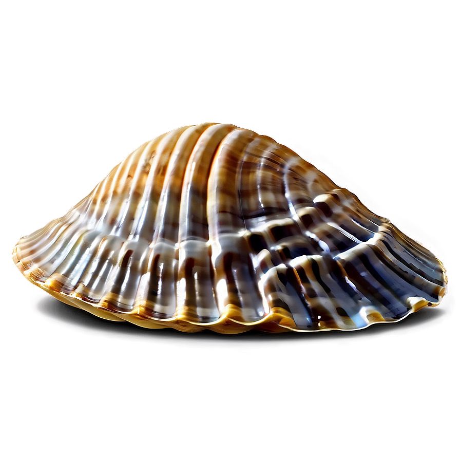 Clam Shell On Beach Png Eja PNG image