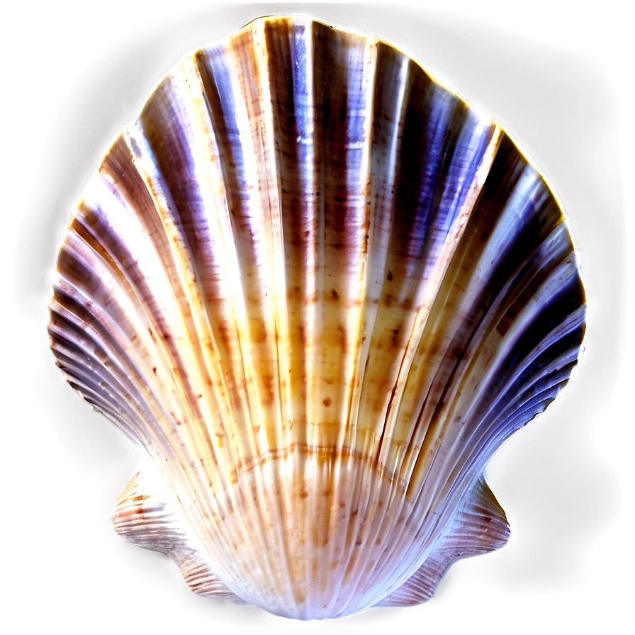 Clam Shell Silhouette Png 06292024 PNG image