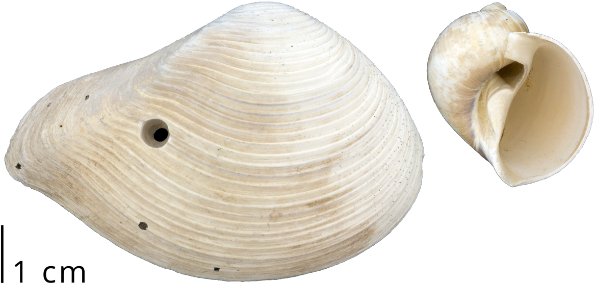 Clam Shell Specimen Comparison PNG image