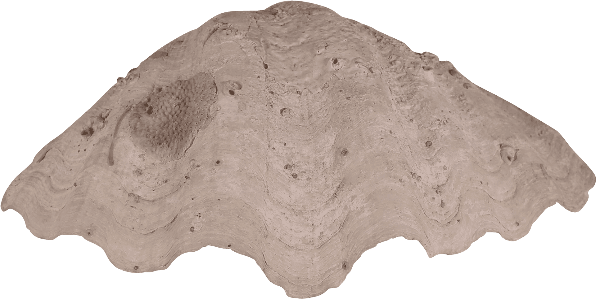 Clam Shell Texture PNG image