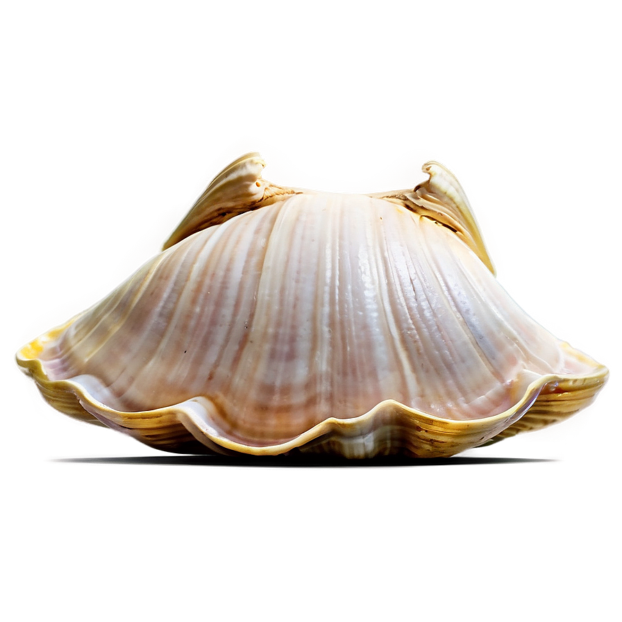 Clam Shell Vector Art Png Iox1 PNG image