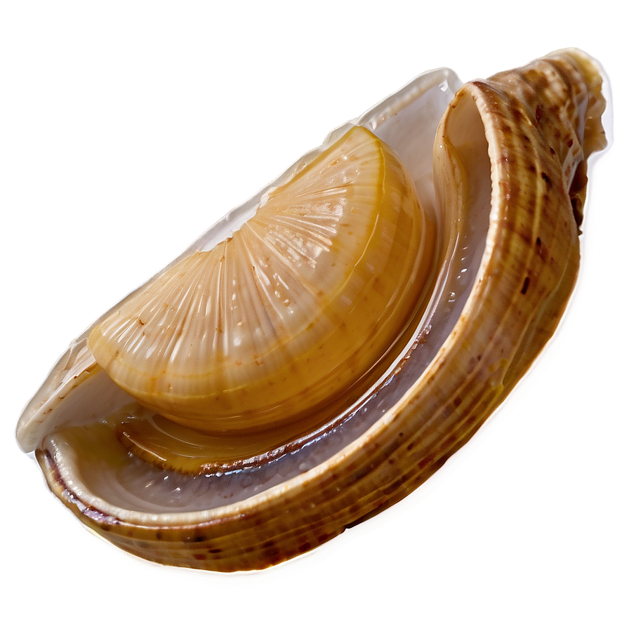 Clam With Lemon Slice Png Axo PNG image