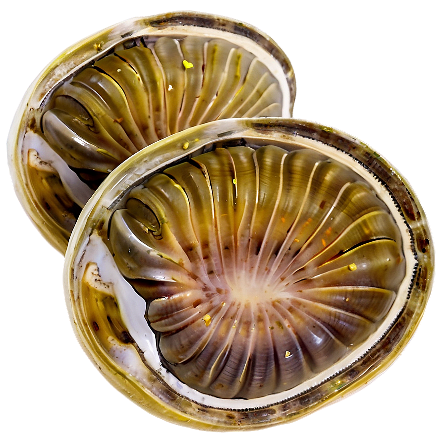 Clam With Lemon Slice Png Ema PNG image