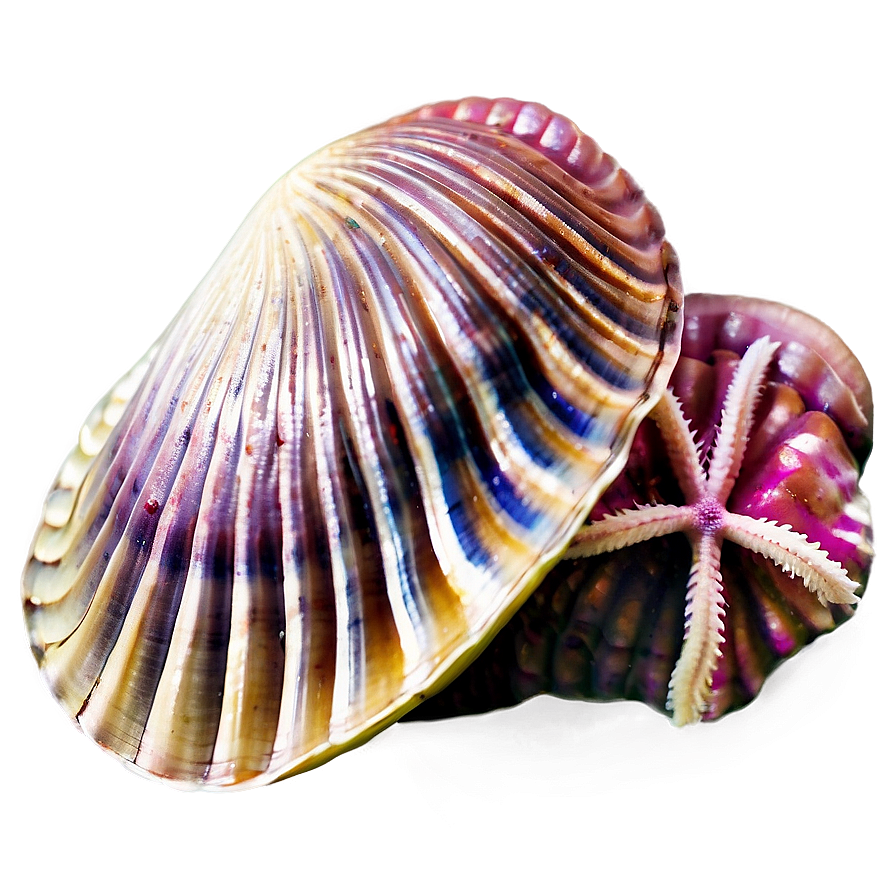 Clam With Starfish Png Lyx88 PNG image