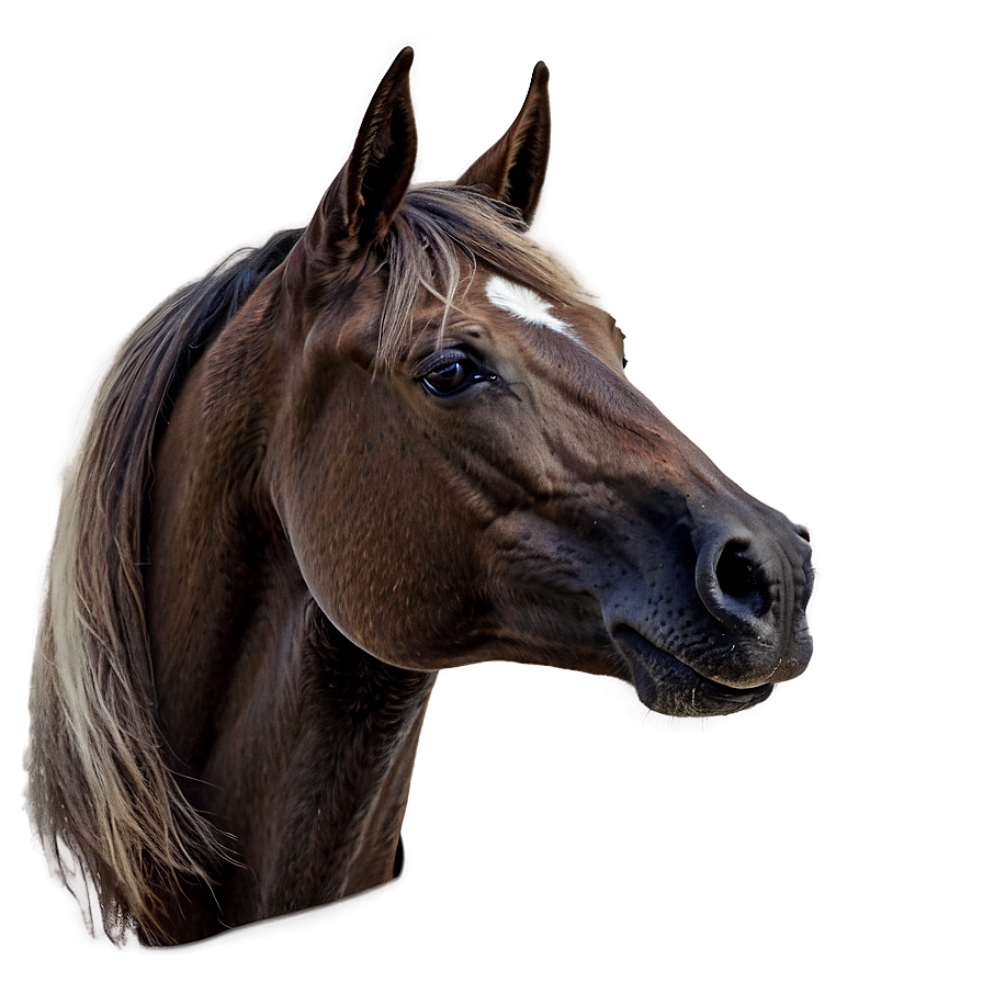 Classic Horse Head Profile Png 38 PNG image