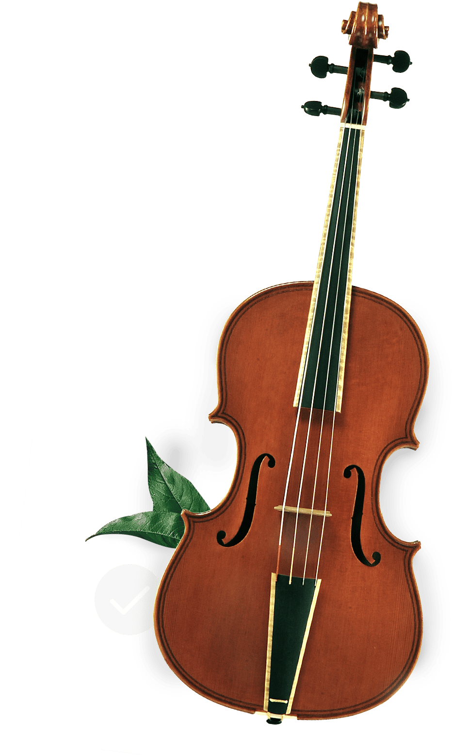 Classic Violinwith Green Leaves PNG image