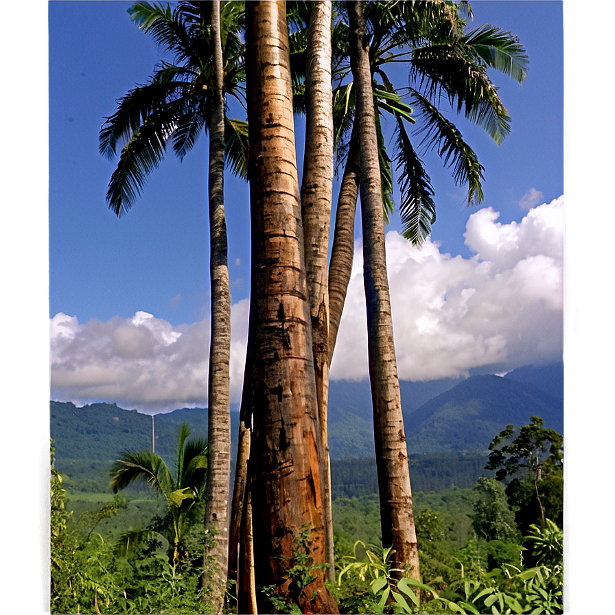 Climate Change And Deforestation Png Plt15 PNG image