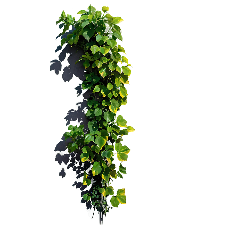 Climbing Plant Shadow Png 06292024 PNG image