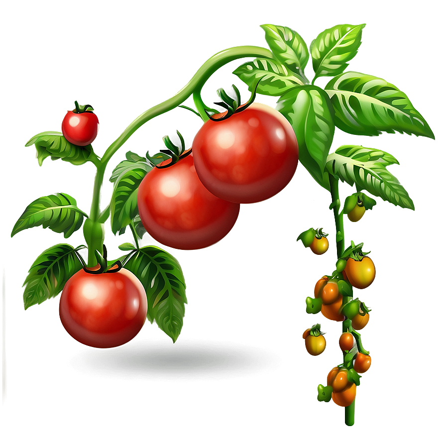 Climbing Tomato Plant Png 06212024 PNG image