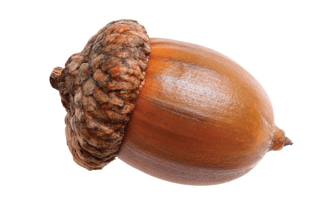 Close Up Acorn Texture Background PNG image