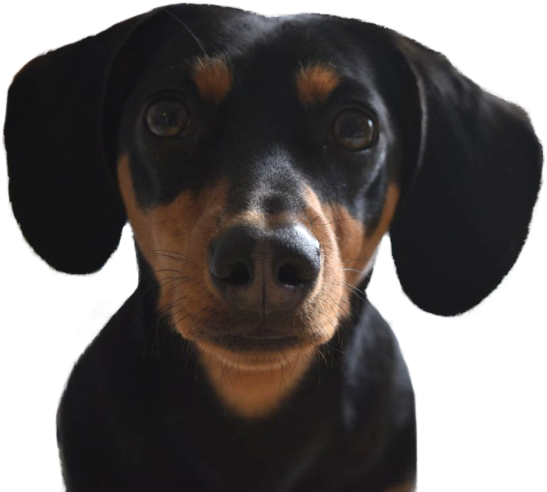 Close Up Blackand Tan Dachshund Puppy PNG image