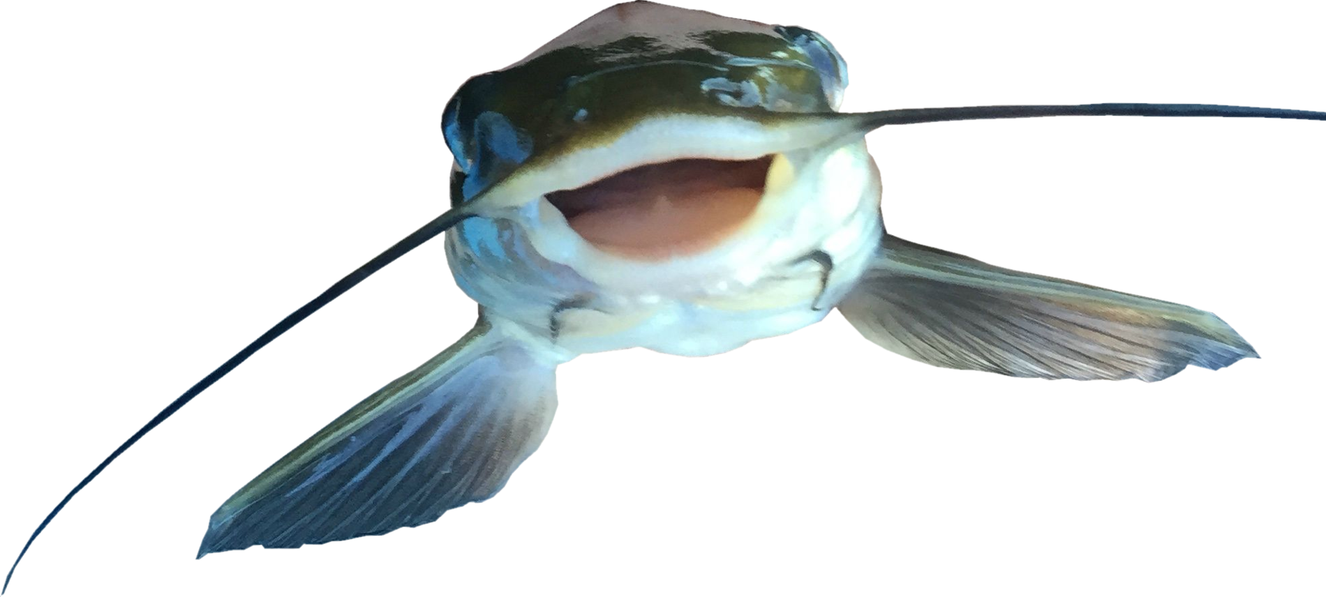 Close Up Catfish Mouth Open PNG image