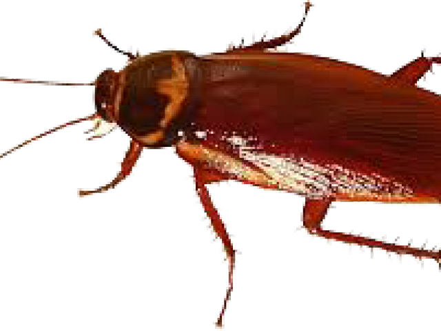 Close Up Cockroach Image PNG image