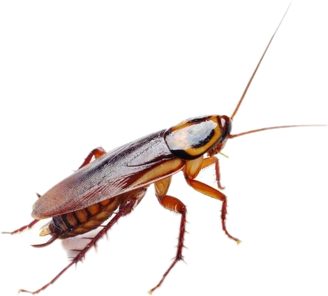 Close Up Cockroach Isolated PNG image