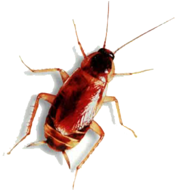 Close Up Cockroach Isolated PNG image