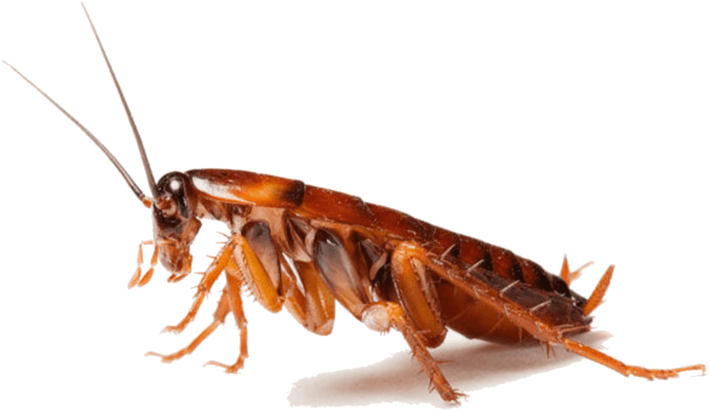 Close Up Cockroach P N G Transparent Background PNG image