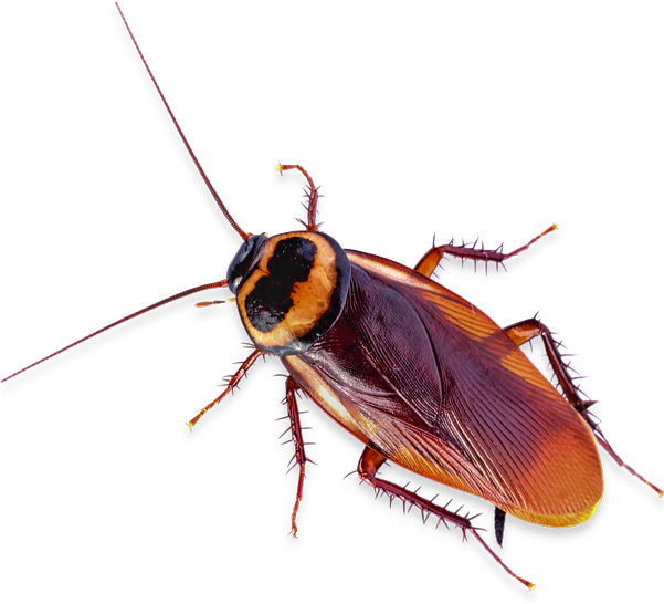 Close Up Cockroach.png PNG image