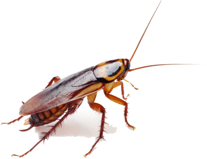 Close Up Cockroach Transparent Background PNG image