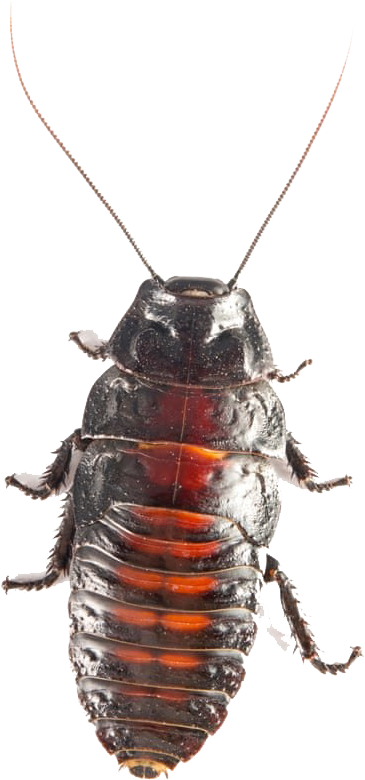 Close Up Cockroach Transparent Background PNG image