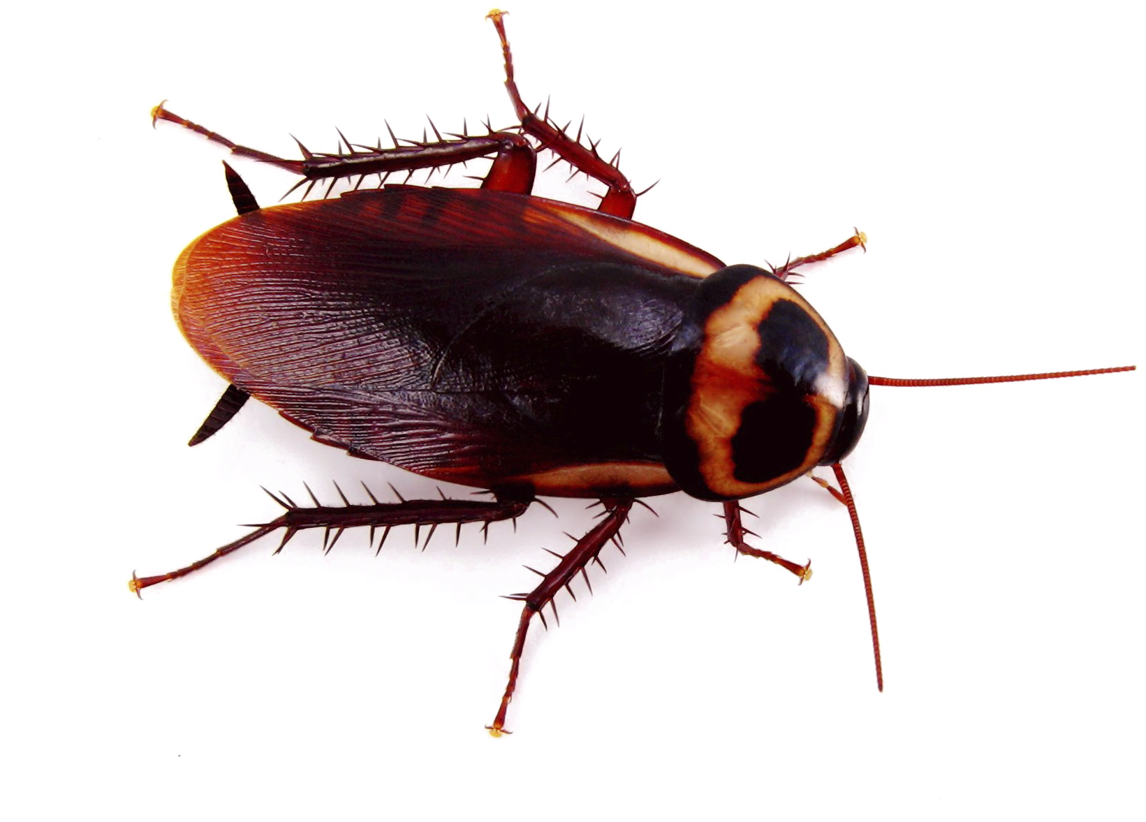 Close Up Cockroach Transparent Background PNG image