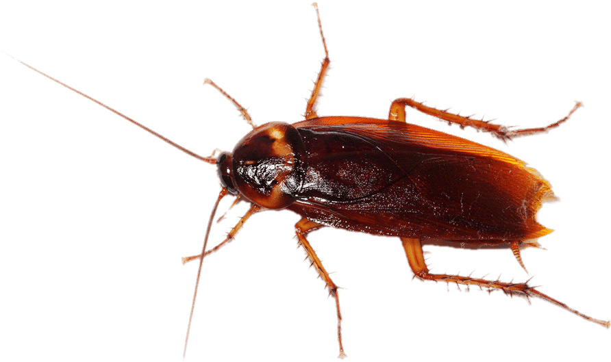 Close Up Cockroach Transparent Background PNG image