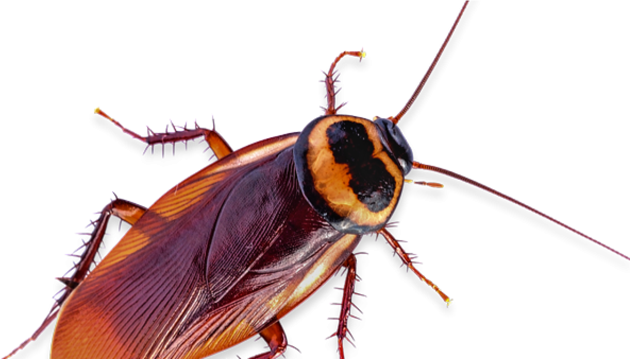 Close Up Cockroachon Transparent Background PNG image