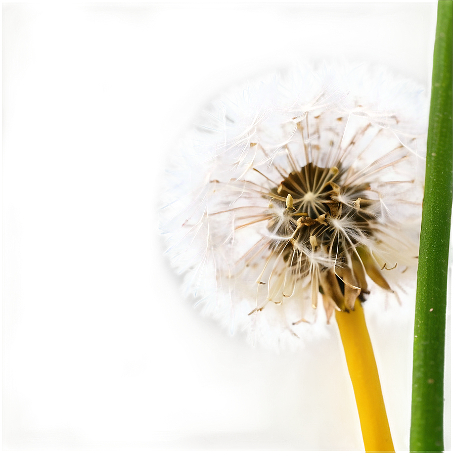 Close-up Dandelion Fluff Png 05242024 PNG image