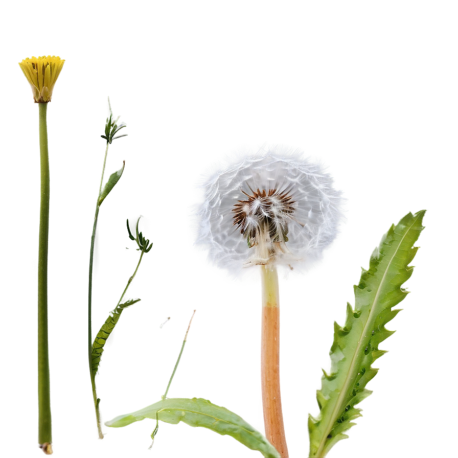 Close-up Dandelion Fluff Png 05242024 PNG image