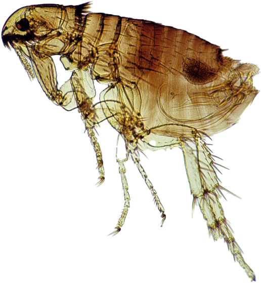 Close Up Flea Transparent Background PNG image