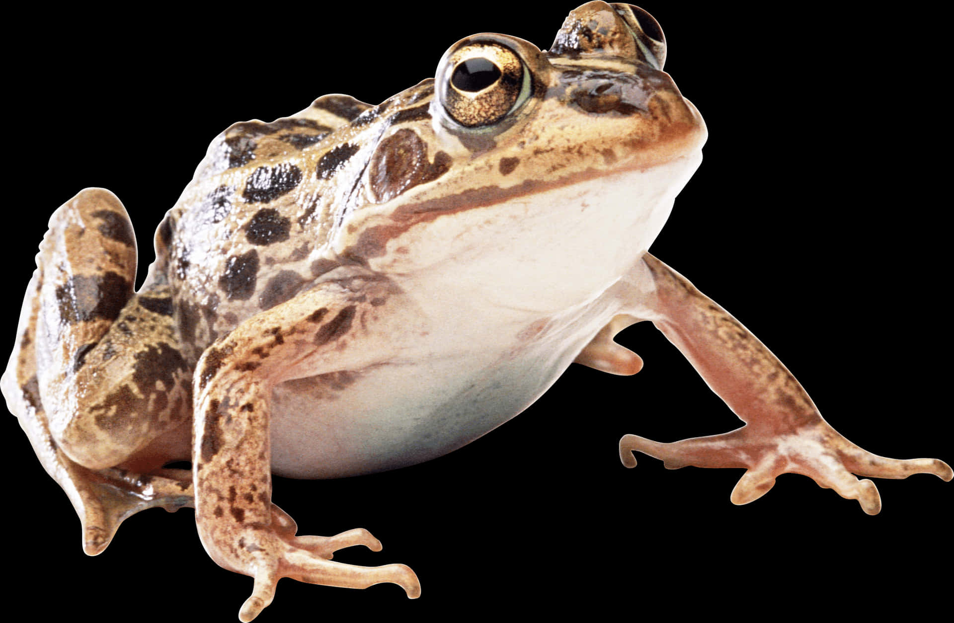 Close Up Frog Isolatedon Black PNG image