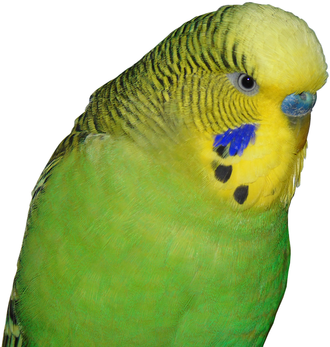 Close Up Green Budgie Portrait PNG image