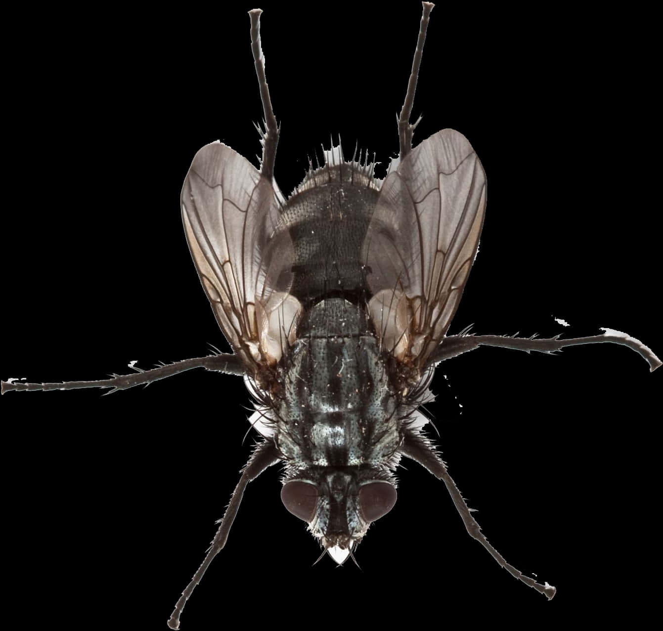 Close Up Housefly Isolated PNG image