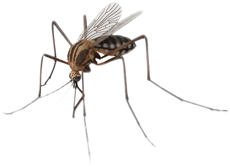 Close Up Mosquito Transparent Background PNG image