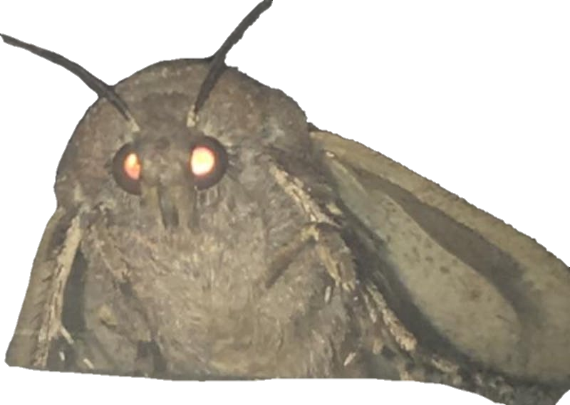 Close Up Moth Glowing Eyes PNG image