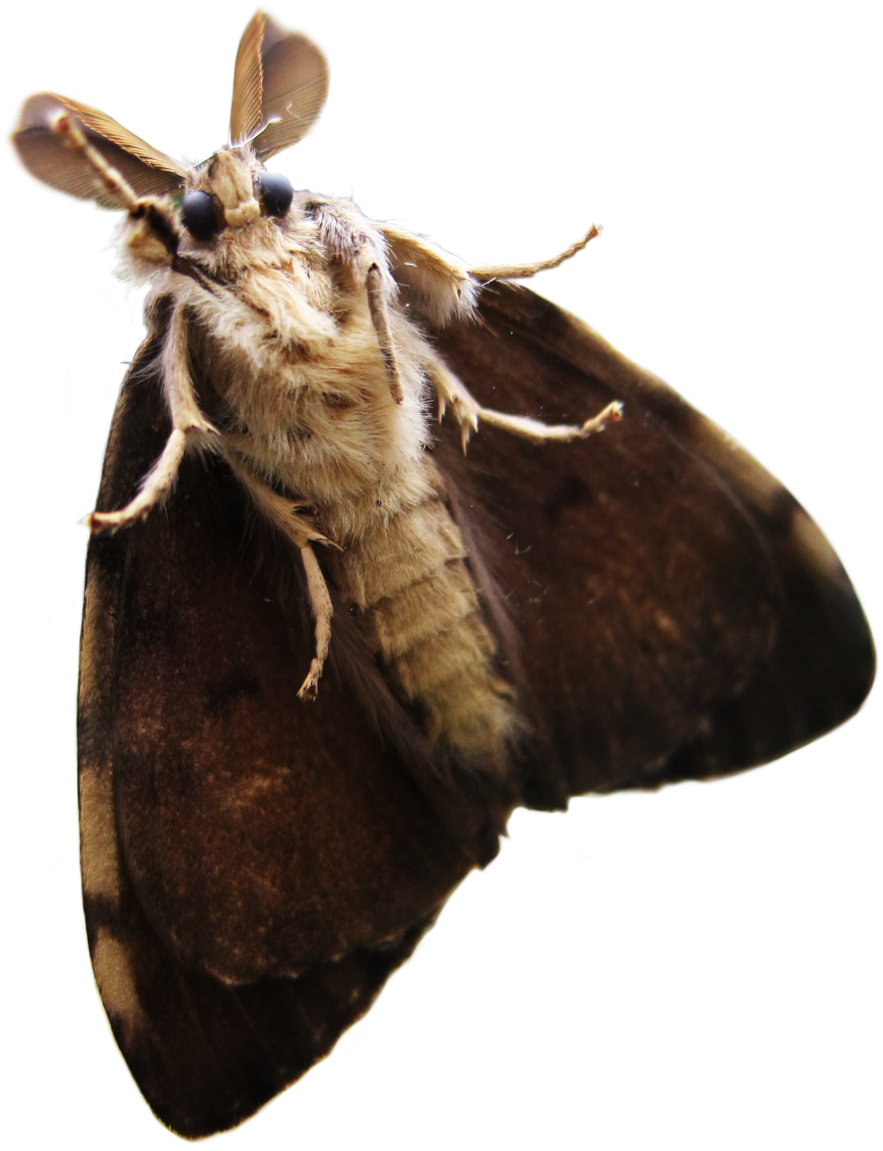 Close Up Moth Transparent Background PNG image