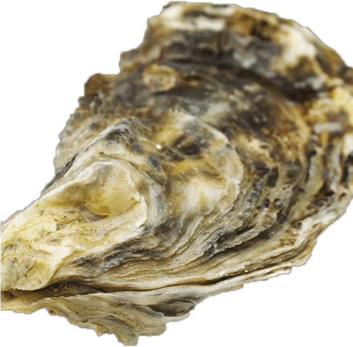 Close Up Oyster Shell PNG image