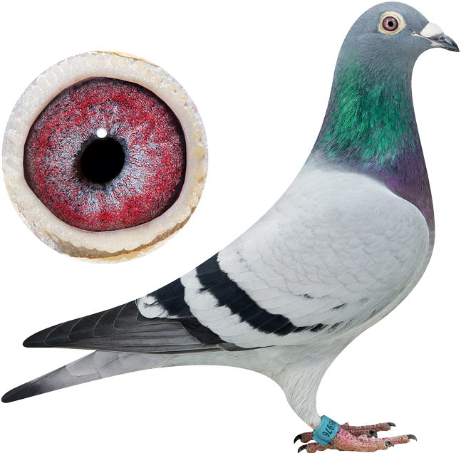 Close Up Pigeonand Eye PNG image